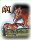 Zippo Pine Bar - Barger Quarter Horses - AQHA registered stallion at stud